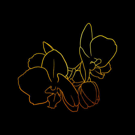 golden linear art. Golden orchid. Graphic illustration on a black backgroundの写真素材