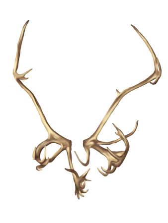 watercolor deer antlers. realistic illustration of hornsの写真素材