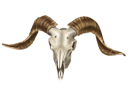 Watercolor illustration of a rams skull. realistic animal skullの写真素材