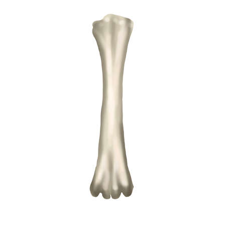 watercolor realistic bone. animal boneの写真素材