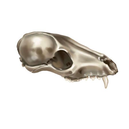Watercolor illustration of a fox skull. realistic animal skullの写真素材