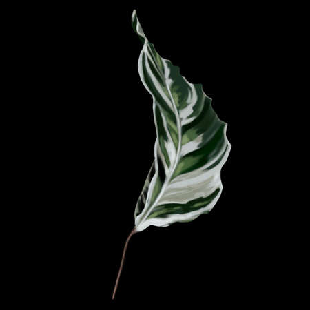 Caladium watercolor leaf. Tropical isolated leafの写真素材
