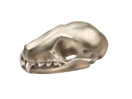 Watercolor illustration of a predators skull. realistic animal skullの写真素材