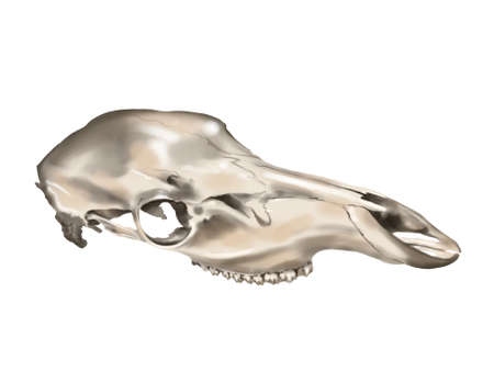 Watercolor illustration of a horses skull. realistic animal skullの写真素材