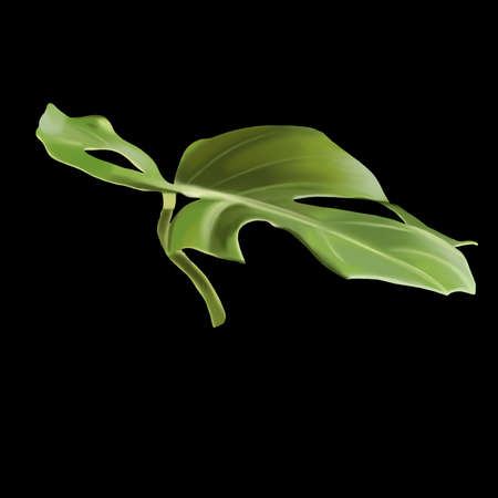Leaf Monstera. tropical leaf. Watercolor monstera on a black backgroundの写真素材