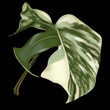 sheet monstera alba. tropical leaf with white spots. Watercolor sheetの写真素材