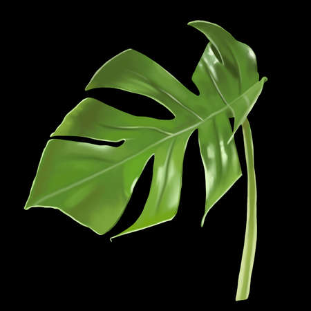 Leaf Monstera. tropical leaf. Watercolor monstera on a black backgroundの写真素材