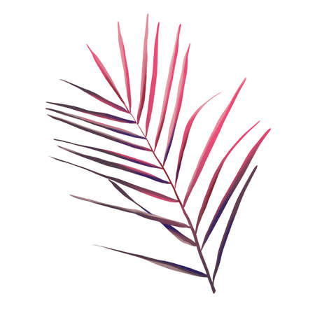 Watercolor pink palm leaf. Tropical foliage isolated on a white backgroundの写真素材