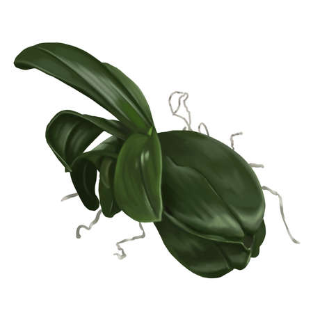 watercolor leaf orchid. Phalaenopsis is a realistic tropical foll. isolated illustrationの写真素材