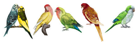 a large set of parrots. Realistic illustration of parrot species.の写真素材