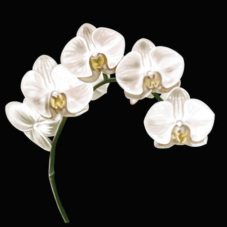 watercolor white orchid. Phalaenopsis is a realistic tropical flower. isolated illustrationの写真素材