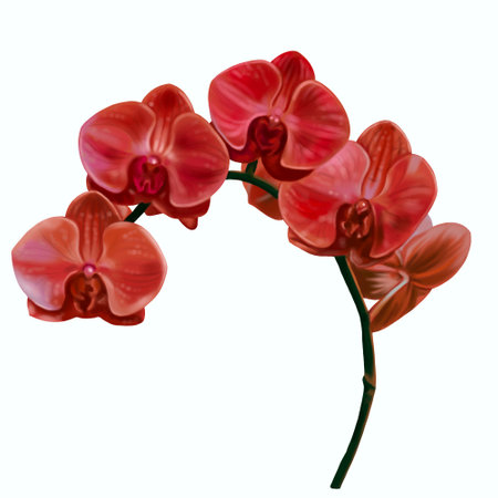 watercolor red orchid. Phalaenopsis is a realistic tropical flower. isolated illustrationの写真素材