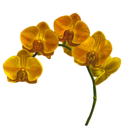 watercolor yellow orchid. Phalaenopsis is a realistic tropical flower. isolated illustrationの写真素材
