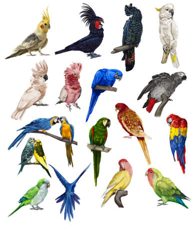 a large set of parrots. Realistic illustration of parrot species.の写真素材