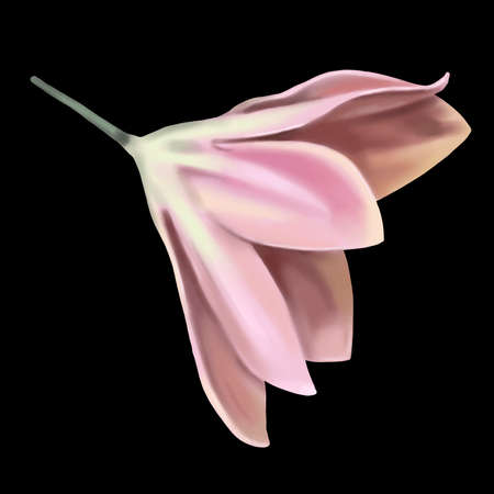 watercolor pink tropical flower. Isolated flower on a black backgroundの写真素材