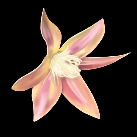 watercolor pink tropical flower. Isolated flower on a black backgroundの写真素材
