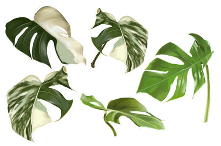 A set of tropical leaves. Watercolor realistic monstera leaves. Monstera alba.の写真素材