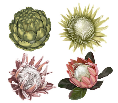 A set of protea and artichoke flowers. Watercolor realistic illustration of tropical flowersの写真素材
