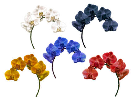 set watercolor orchids. Phalaenopsis is red, white yellow, blue and black. Realistic illustrationの写真素材