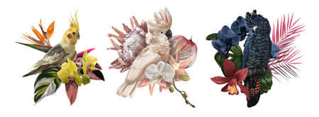 A set of tropical bouquets. Cockatoo malukan, black cockatoo, yellow corella. Realistic watercolor...