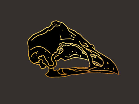 the skull of a bird. graphic illustration with golden lines on a dark backgroundの写真素材