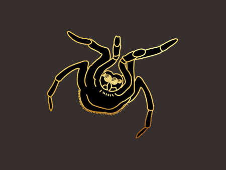 illustration of a tarantula spider. golden linear graphics on a dark backgroundの写真素材