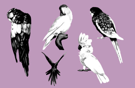 Graphic a large set of parrots. Realistic illustration of parrot species.の写真素材