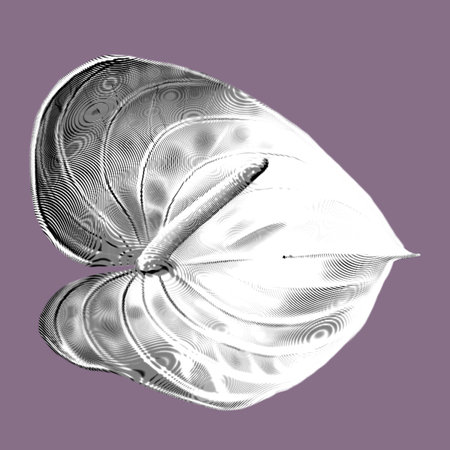 white anthurium with a pink edge. graphic realistic illustration of a flower. beautiful anthuriumの写真素材