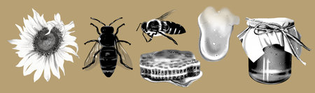 graphic engraving set. Honey, bees, wild flowers, honey spoon, honey jars. illustration of honey collectionの写真素材