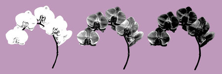 graphic engraving set orchids. Phalaenopsis Realistic illustration graphic engravingの写真素材