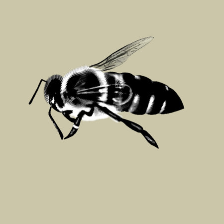 graphic engraving. Graphic bee. Realistic ink bee. honey beeの写真素材