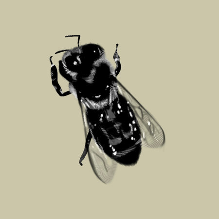 graphic engraving. Graphic bee. Realistic ink bee. honey beeの写真素材