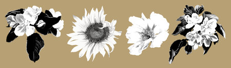set graphic engraving apple blossoms and wildflowers. Realistic illustration of white colorsの写真素材