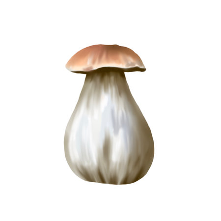 Watercolor white mushroom. Realistic edible mushroom. Botanical illustrationの写真素材