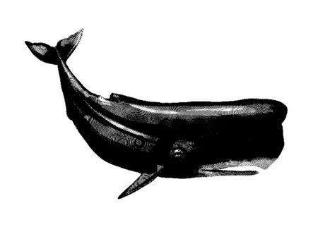 Whale engraving. Realistic illustration of a whale. Black and white drawingの写真素材