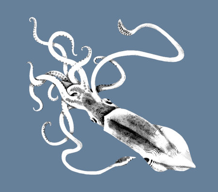 Engraving of a giant squid. Realistic illustration of a squid. Black and white drawingの写真素材