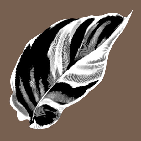Caladium graphic leaf. Tropical isolated leaf inkの写真素材