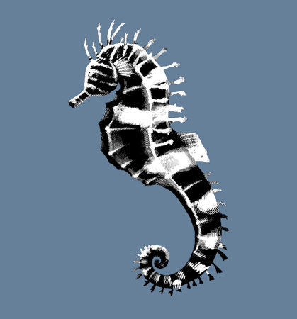 Engraving of a seahorse. Realistic illustration of a seahorse in black and whiteの写真素材