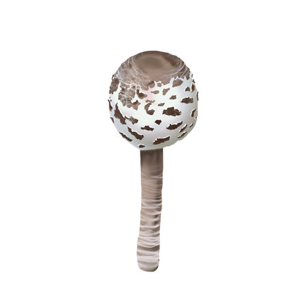 Watercolor realistic parasol mushroom. Macrolepiota procera illustrationの写真素材