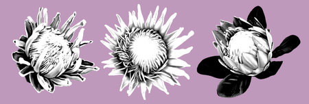 A set of protea and artichoke flowers. graphic engraving realistic illustration of tropical flowersの写真素材