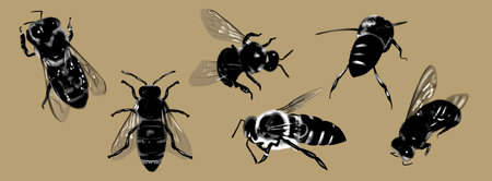 Realistic set of honey bees. Close-up of graphic engraving honey beesの写真素材