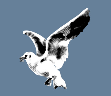 Engraving of a sea gull. realistic illustration of a seabird.の写真素材