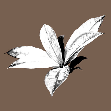 Caladium graphic leaf. Tropical isolated leaf inkの写真素材