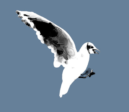 Engraving of a sea gull. realistic illustration of a seabird.の写真素材
