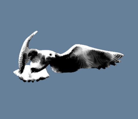 Engraving of a sea gull. realistic illustration of a seabird.の写真素材
