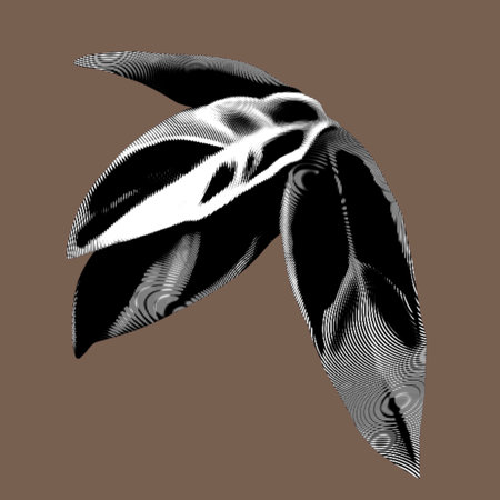 Caladium graphic leaf. Tropical isolated leaf inkの写真素材
