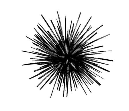 engraving of a sea urchin. Graphic illustration of a sea urchin. black pictureの写真素材