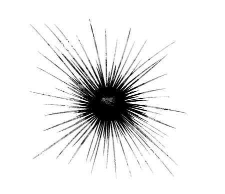 engraving of a sea urchin. Graphic illustration of a sea urchin. black pictureの写真素材