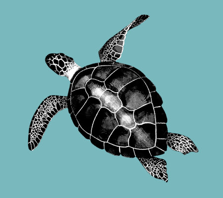Engraving of a sea turtle. Realistic illustration of a turtle, black and white drawingの写真素材