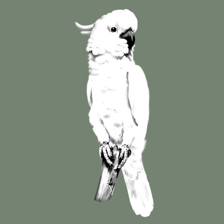 Sulphur-crested cockatoo. White parrot graphic illustration. Realistic birdの写真素材